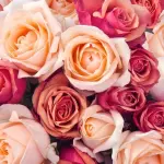 Fiori per la Festa della Mamma: ecco quali regalare