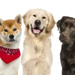 Perché i cani rendono la vita migliore e più felice