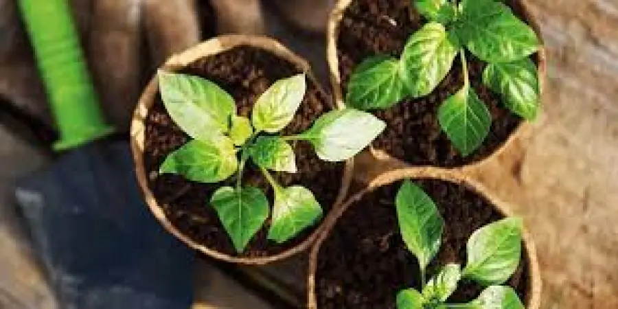 Talee, come si curano?