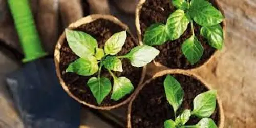 Talee, come si curano?