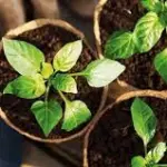 Talee, come si curano?