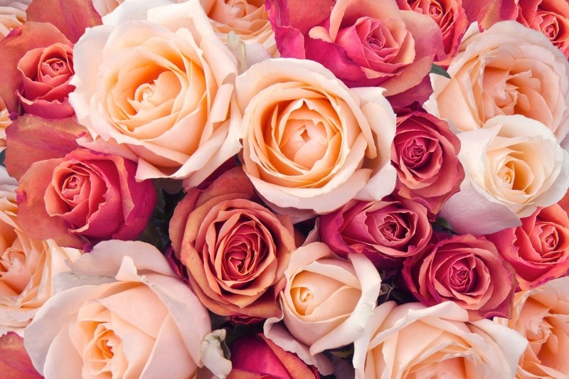 fiori-per-la-festa-della-mamma
